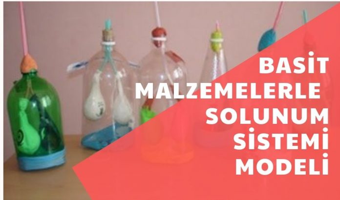 solunum-modeli