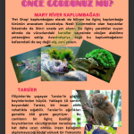 teknoloji tasarım okul dergisi örnek (2)
