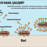 sabun elimizi nasıl temizler