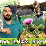 teknoloji ve tasarım biyotaklit nedir biyotaklit örnekleri