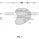 CRISPR Gen Düzenleme patent