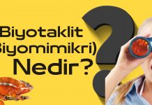Biyotaklit yada Biyomimikri Nedir?